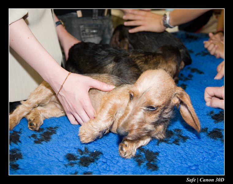 Sep 06 - Salon des animaux de compagnies - 67